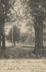 park, Gernerlund, trær,
