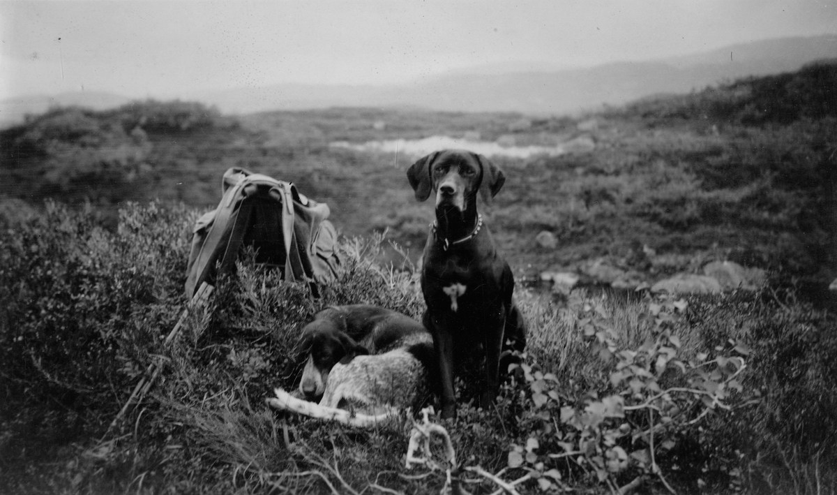 Pointeren Waldi (til høyre) på jakt i Ådneram, Sirdal 15.09.1935 med Lorentz Thoresen.