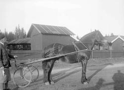 Hingsteutstilling på Smestadmoen. "Solungen". Bygninger. Man