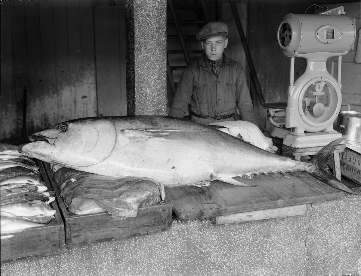 Ung man med stor fisk, Uppland september 1935