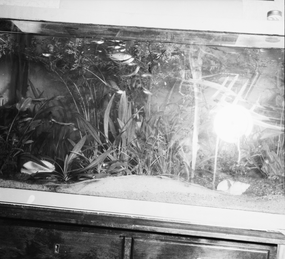 Vardens arkiv. "Akvarium"  25.08.1953