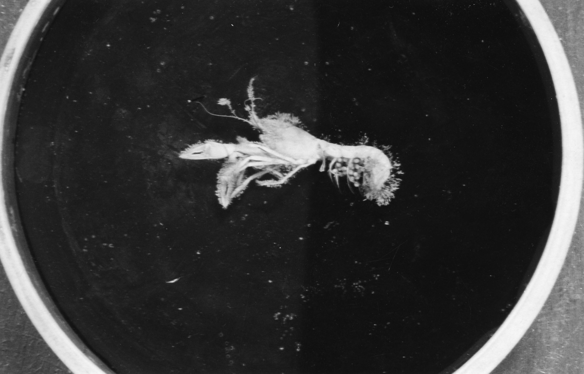 'Evertebrater insamlade under Akkaexpeditioner: ::  :: Närbild på kräftdjur i glasskål. ::  :: Ingår i serie med fotonr. 2235-2241.'