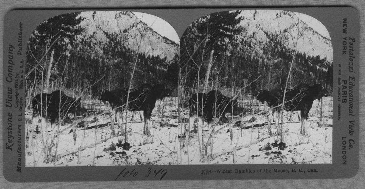 '3 älgar i snöklätt landskap. ::  :: ''70691 - Winter rambles of the Moose, B.C., Can.'' ::  :: Ingår i serie med fotonr. 315-422.'
