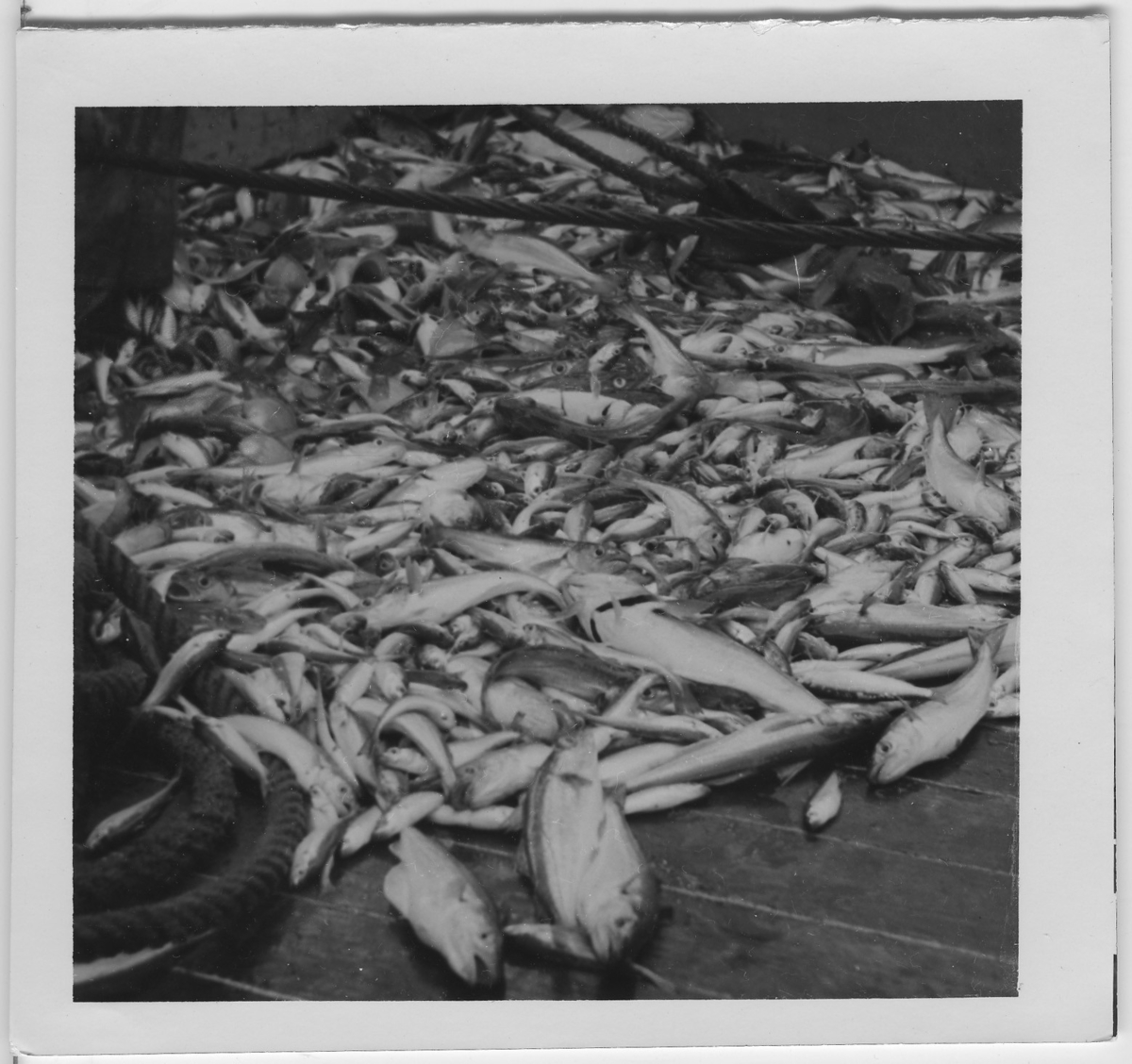 '''Skageraks''expedition 6-10 juni 1939: ::  :: Tråldrag (fisk) på båtdäck. ::  :: Ingår i serie fotonr. 4100:1-10.'
