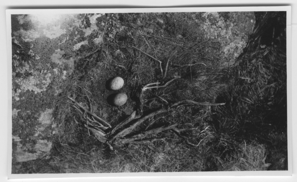 'Bo med 2 ägg. Enligt bildtext: ''Pilgrimsfalkens bo med 2 ägg på ca 1 meter bred avsats. Det är nytt för i år. 3 äldre bon i berget såg jag, äggen var mycket ljusa och tydligen är honan gammal. Då Klas Karlsson tog äggen för ett 20-tal år sedan var de som normalt mörkt rödbruna. De fotograferade ejderungarna låg i boet endast ett par meter från falkboet, ca 1 meter från reden låg skelettdelar av gråtrut, stora trollsländor.'' Se även fotonr. 4416:2 samt 4429. ::  :: Ingår i serie med fotonr. 4401-4440.'