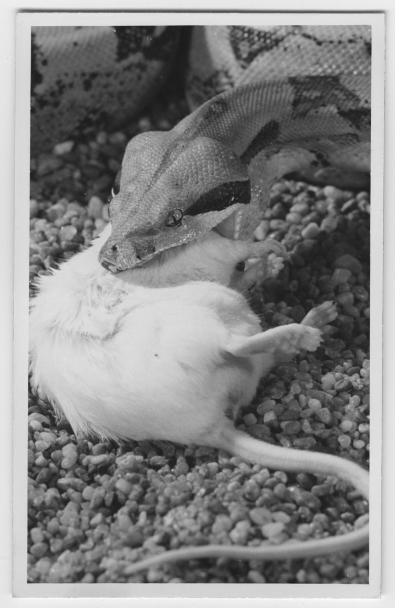 'Sydamerikansk boaorm med sitt byte. Serie med fotonr. 4659:1-5 på ormen när den fångar en vit mus och till slut har ätit upp den. ::  :: Ingår i serie med fotonr. 4653-4657, 4659-4672.'