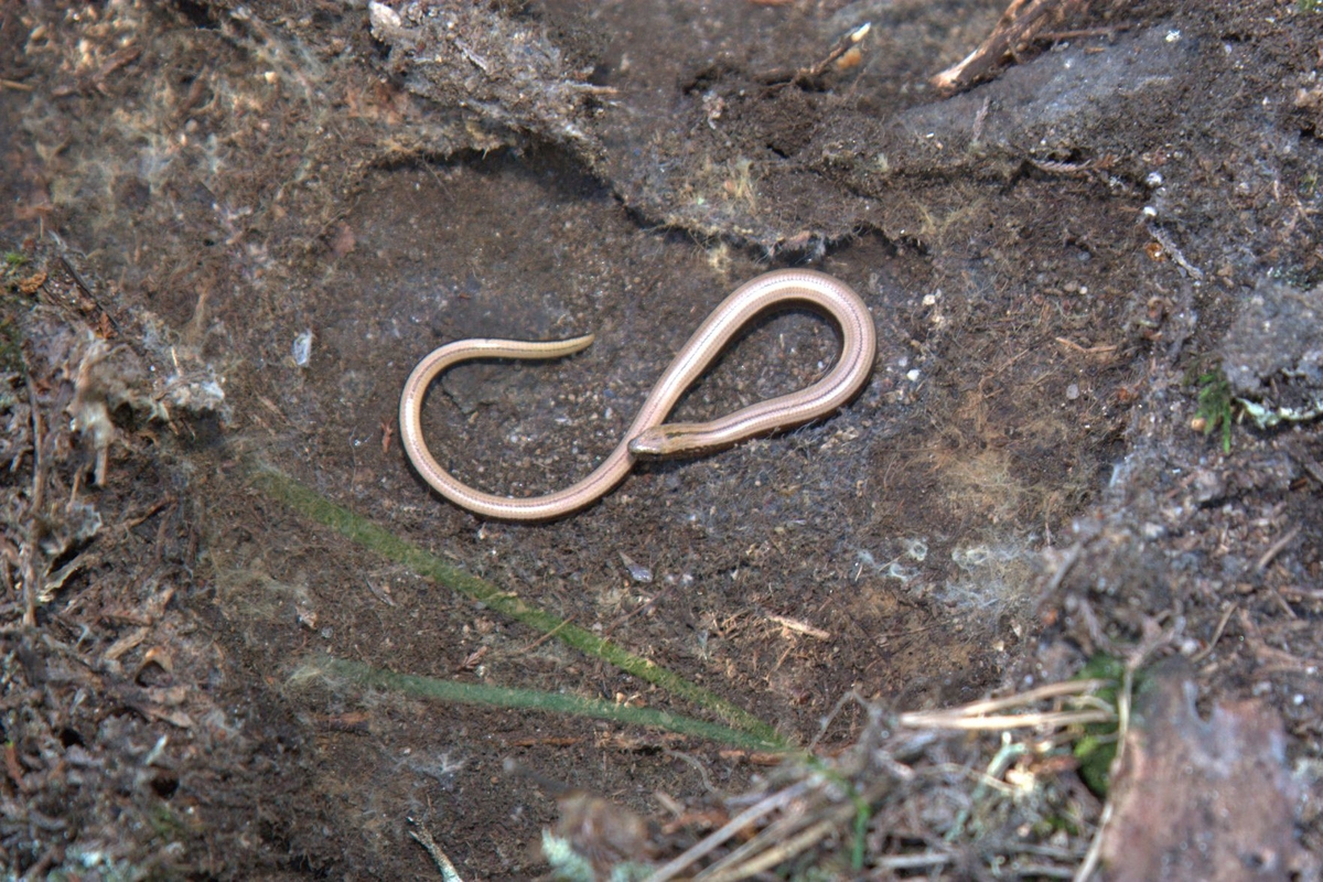 Ormslå, kopparorm, kopparödla - Göteborgs Naturhistoriska Museum ...