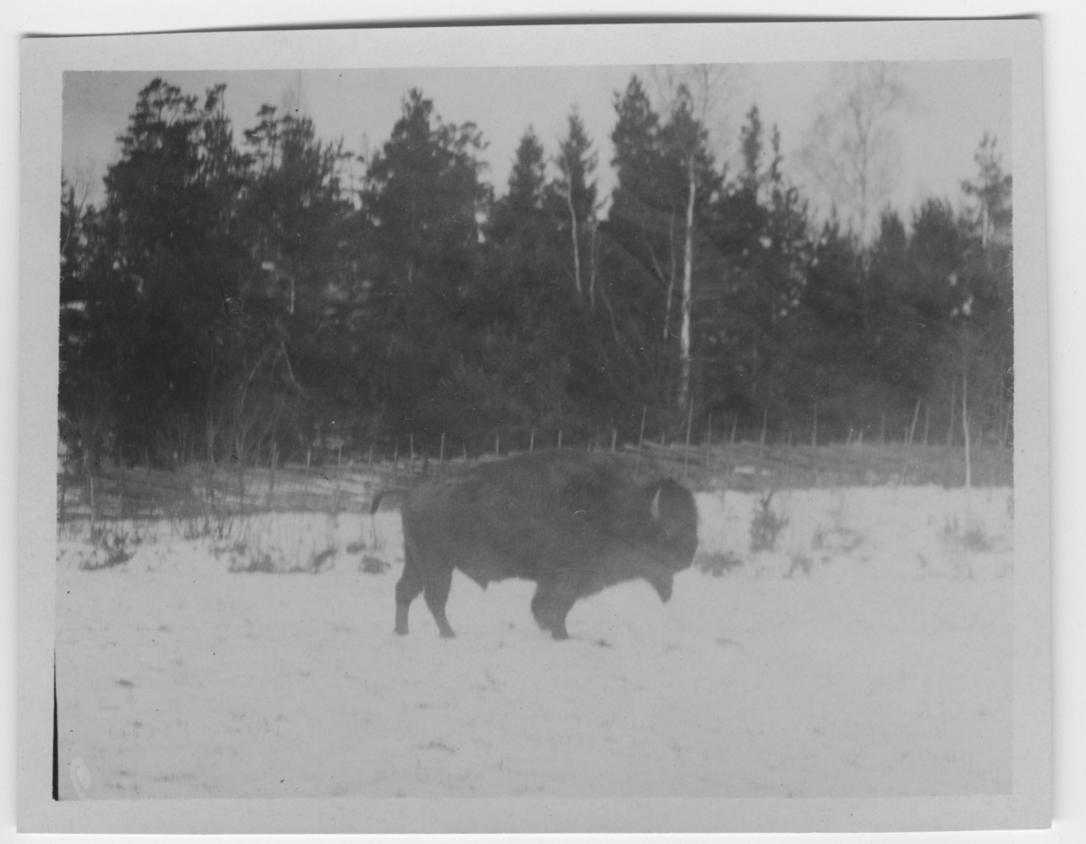 'Amerikansk bison, hane, på äng, sedd från sidan.Trästaket. Granskog. Snö ::  :: Ingår i serie med fotonr. 780-785.'