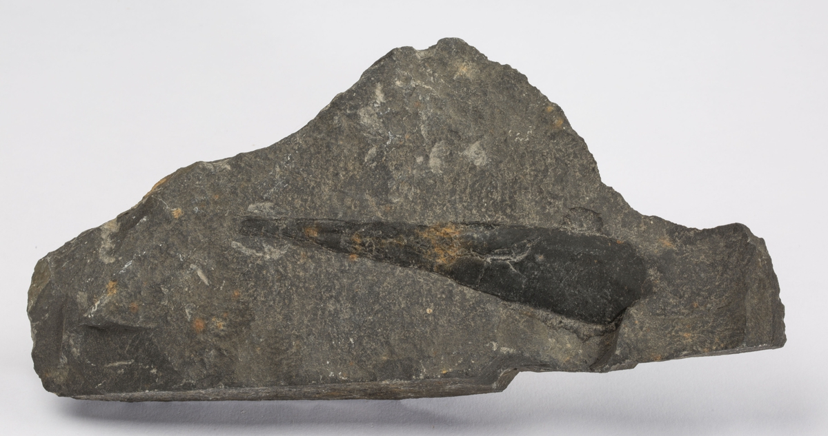 Fossil
BLEKKSPRUTSKALL, ORDOVICIUM