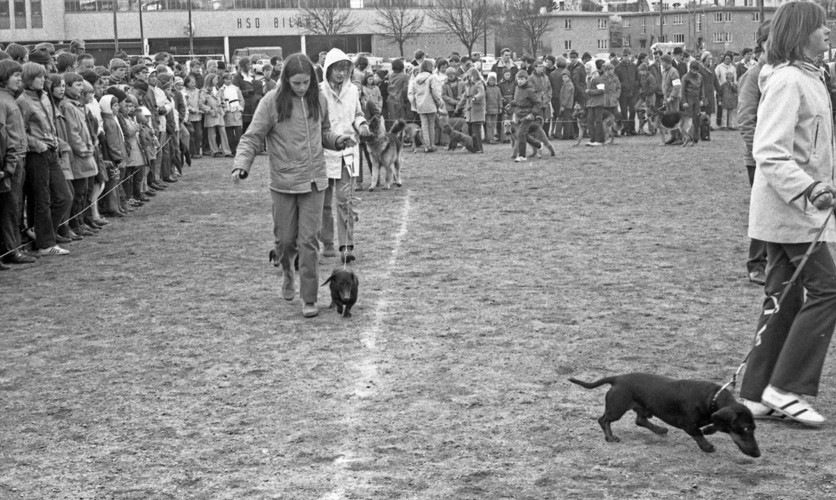 Hundeutstilling - 26/4-1971