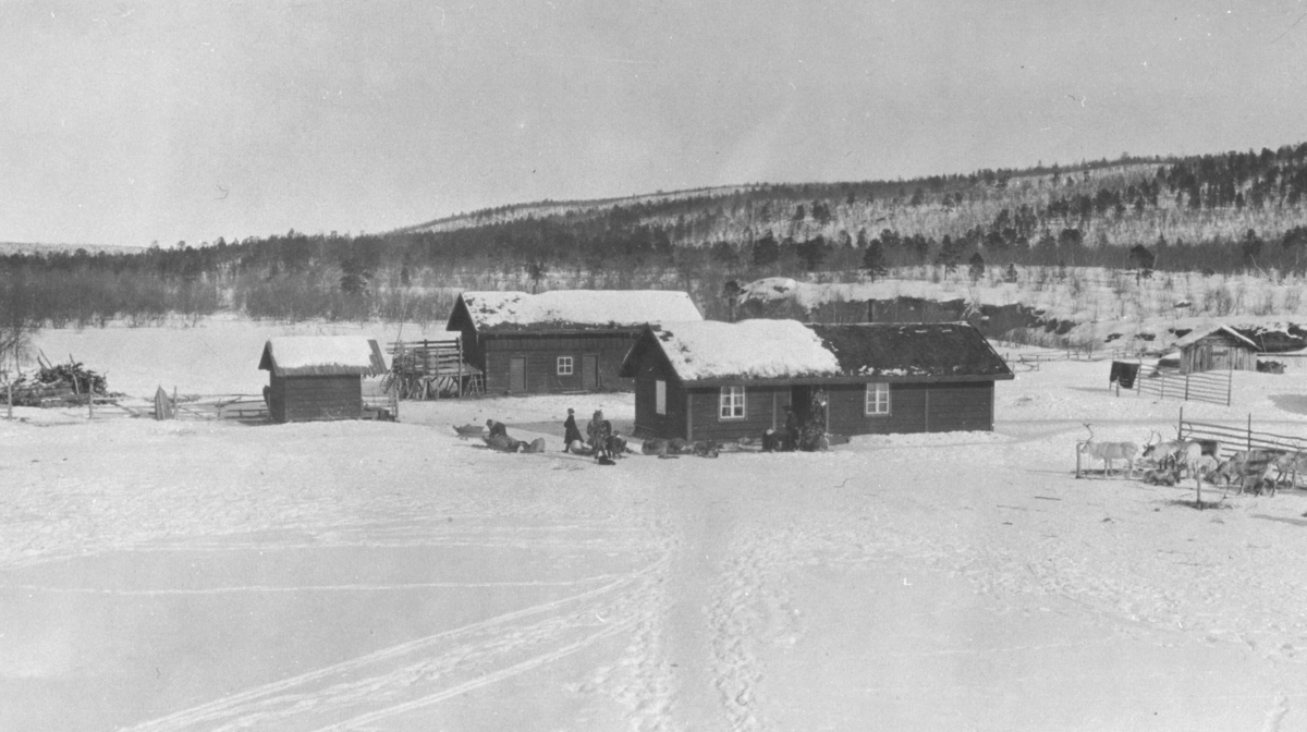 Bæivasgidde fjellstue i Karasjok fotografert i april trolig i 1919. Det står noen mennesker ved hyttene. En liten flok kjørerein hviler ved gjerden. Det ligger flere sleder rund hyttene.