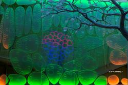 Glassflate som illustrerer bladets anatomi i utstillingen «D