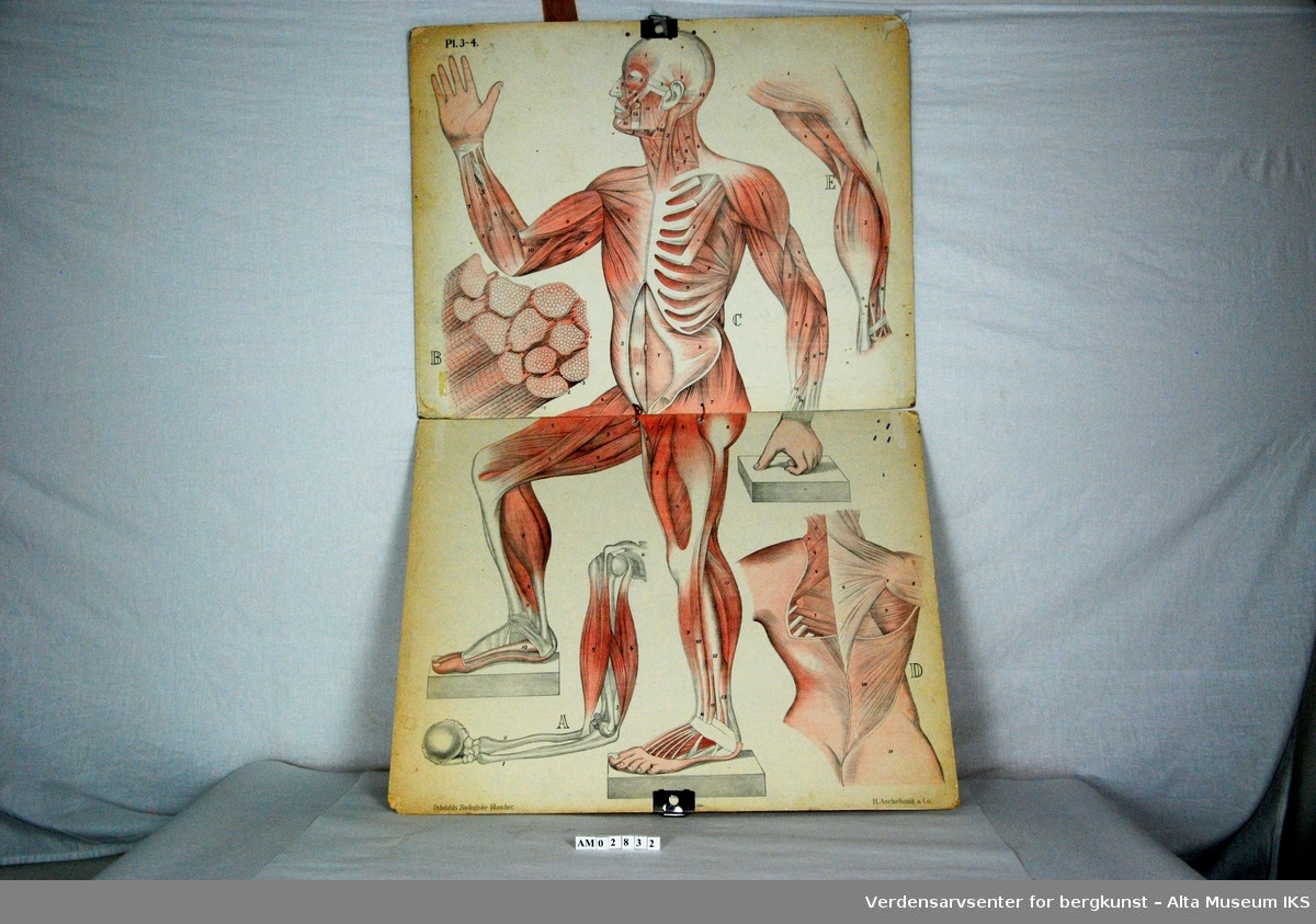 Skjelett, muskler, innvoller.
Mennesklig anatomi