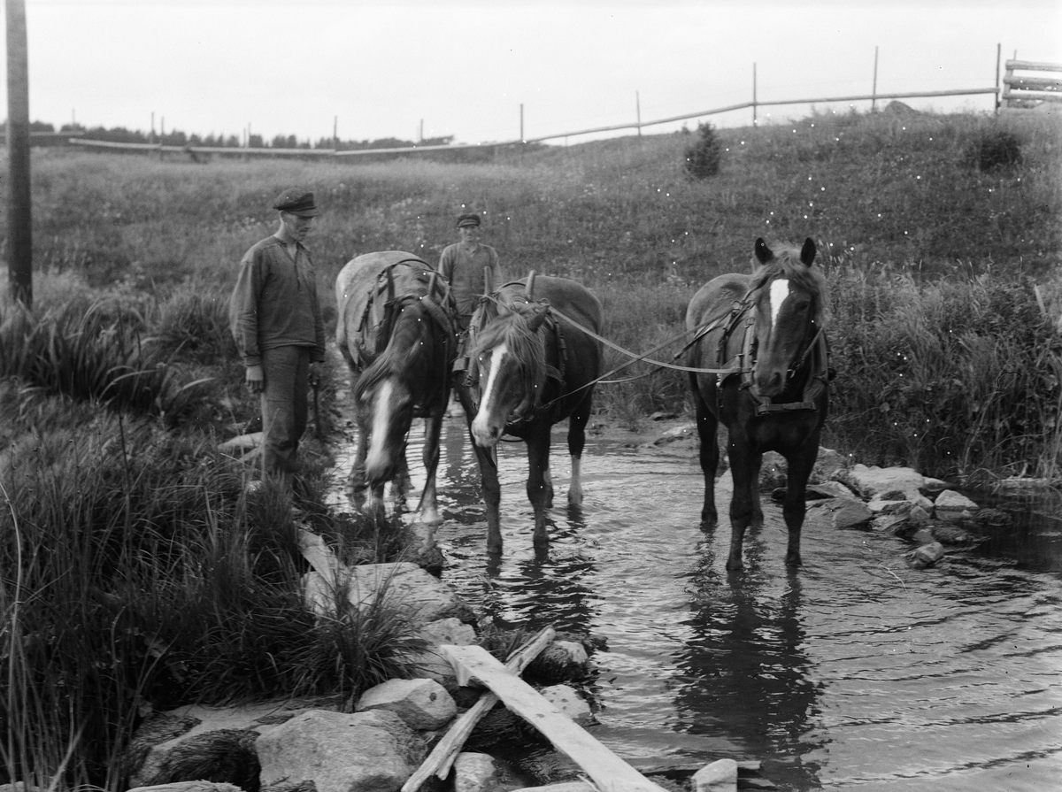 Lantbrukare Evert Johansson och hans bror med hästar i Ullbro, Tillinge socken