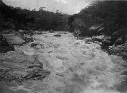 Landskap med vann og trær