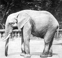 Dr. Johan Kjær: Elefanter og mammutter