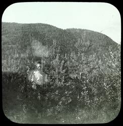 Skovsagen, Heibergs foredrag: Furuplantning fra 1892, fotogr