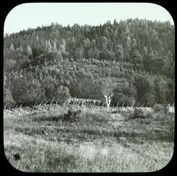 Skovsagen, Heibergs foredrag: Furuplantning fra 1892 (Gunder