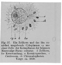 Plantens ernæring o.a. botan.