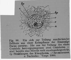 Plantens ernæring o.a. botan.