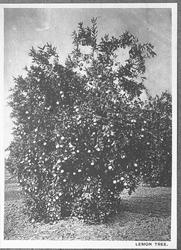 Plantens ernæring o.a. botan.