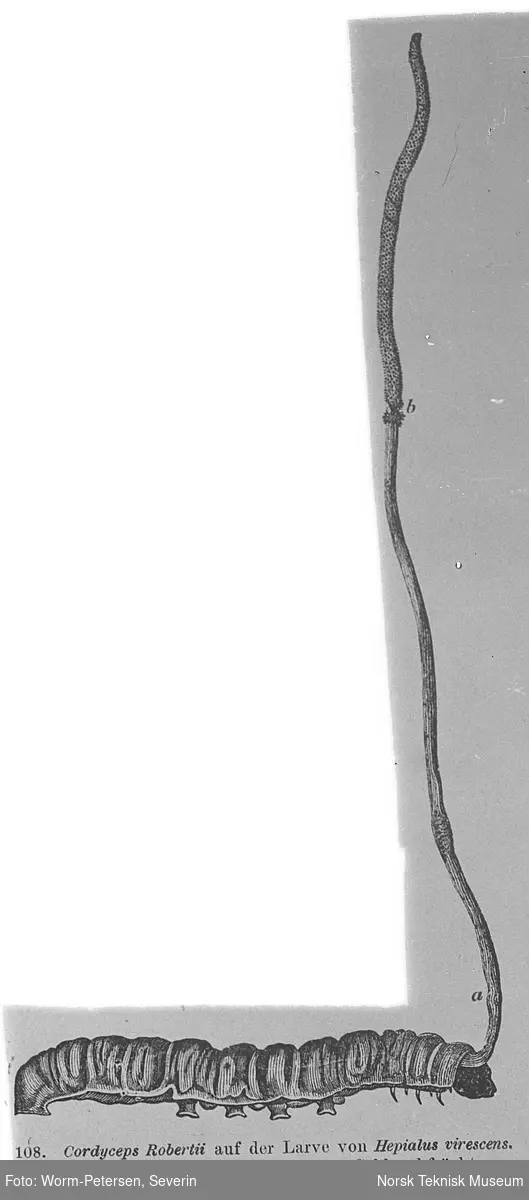 Sopp (Cordyceps Robertii)