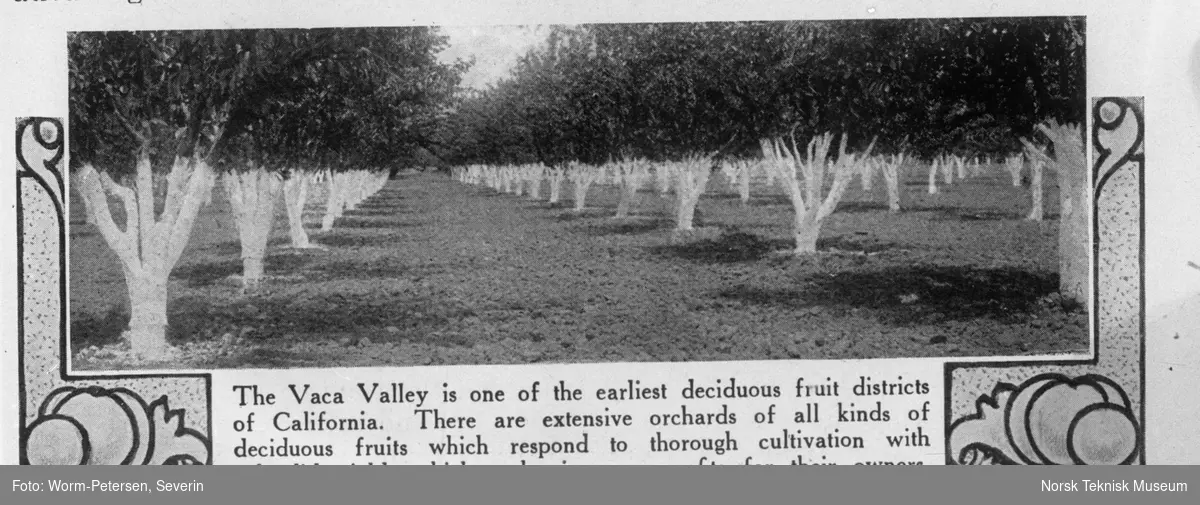California, Vaca Valley, fruktdistrikt