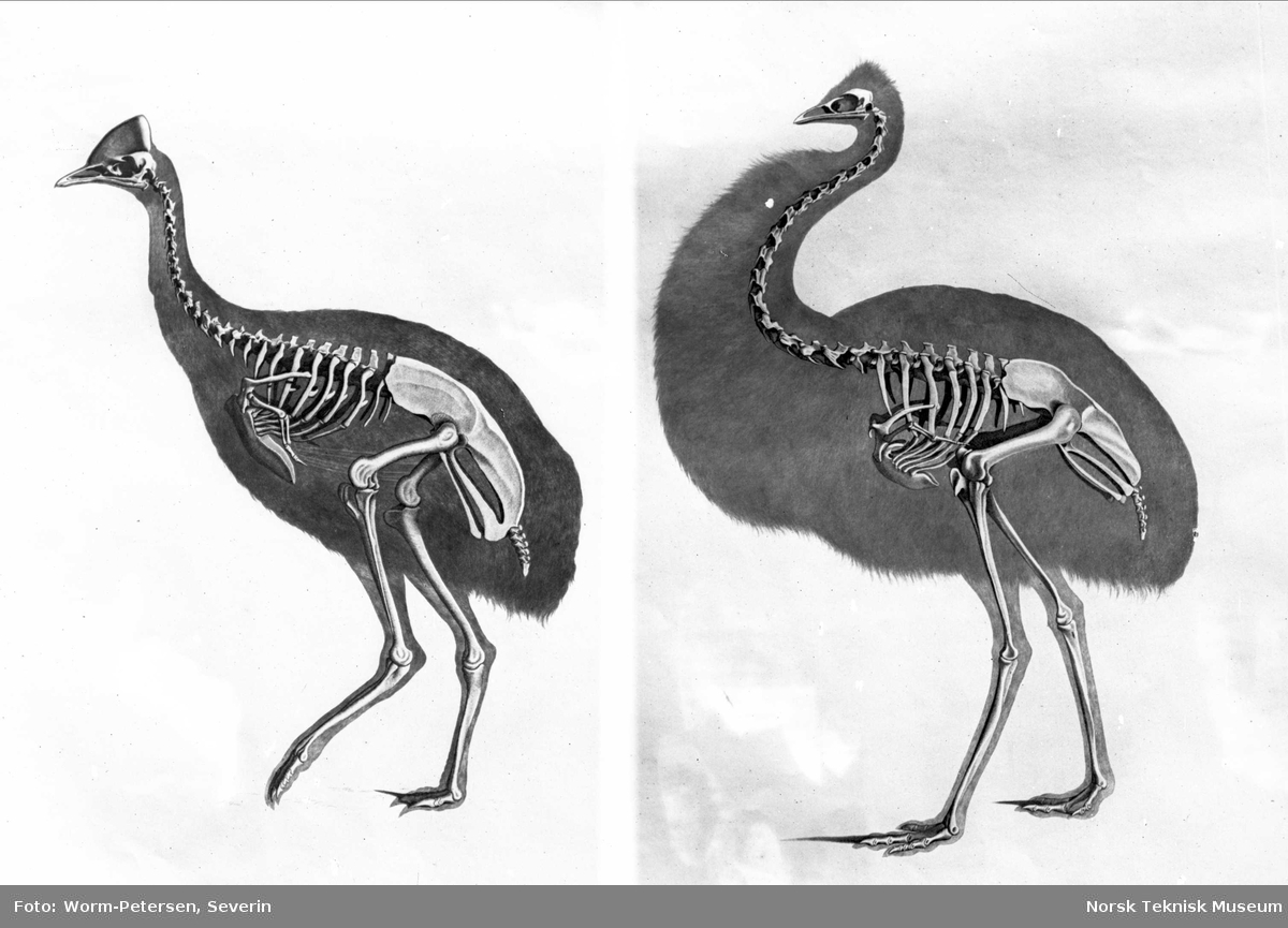 Anatomisk illustrasjon, fugl