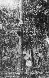 Høsting av frukt, Guatemala