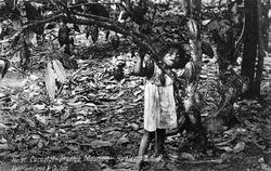 Høsting av kakaobønner, Guatemala