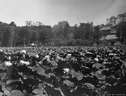 Blomsterdyrking, Japan