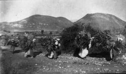 Kvinner som bærer kvist til brensel, Albania