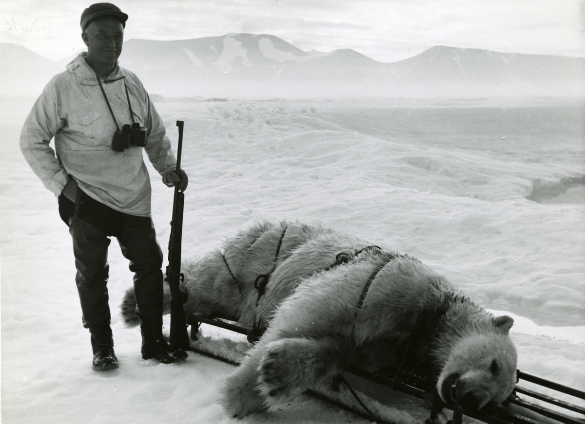 Grønlandsekspedisjon med M/S Polarbjørn i 1939. En jeger med våpen poserer ved en drept isbjørn på en slede.