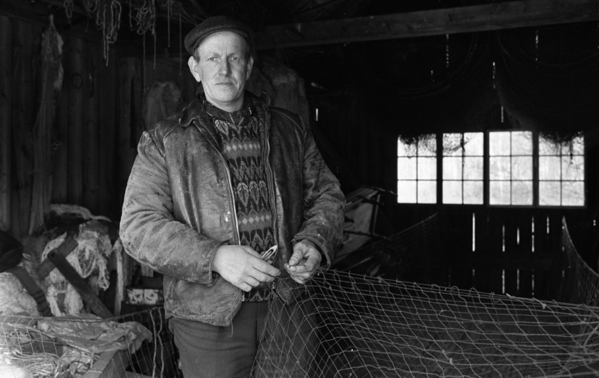 Fiskaren Harald Petterson vid Sundholmen dementerar de i hans tycke, falska ryktena om dålig gösfisk i Hjälmaren./IT