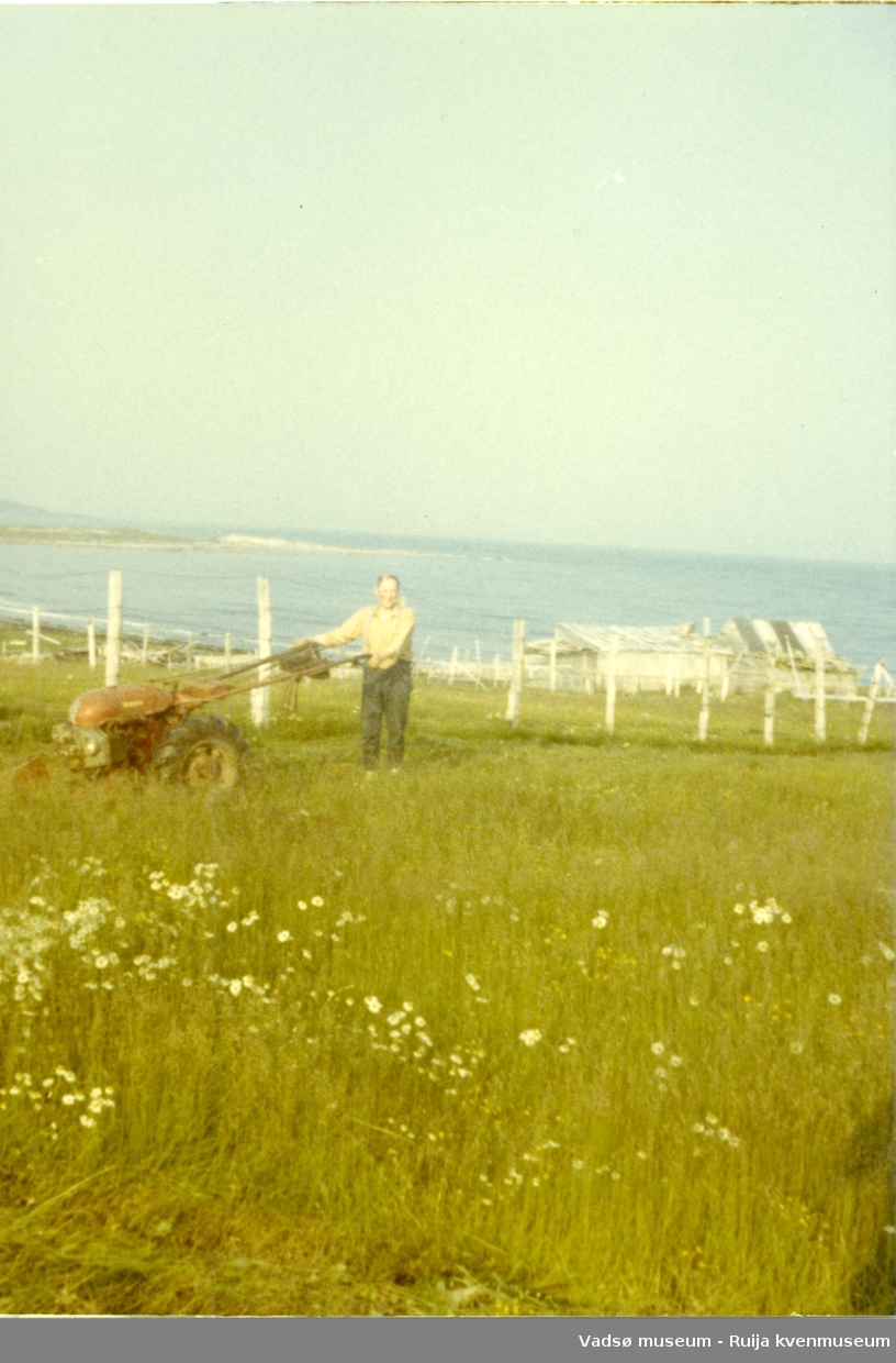 Arnulf Bauna slår høy nedenfor huset med tohjulstraktor. Bak ses sauefjøsen til Edvin Bietilæ. Skallelv, 1960-tallet.