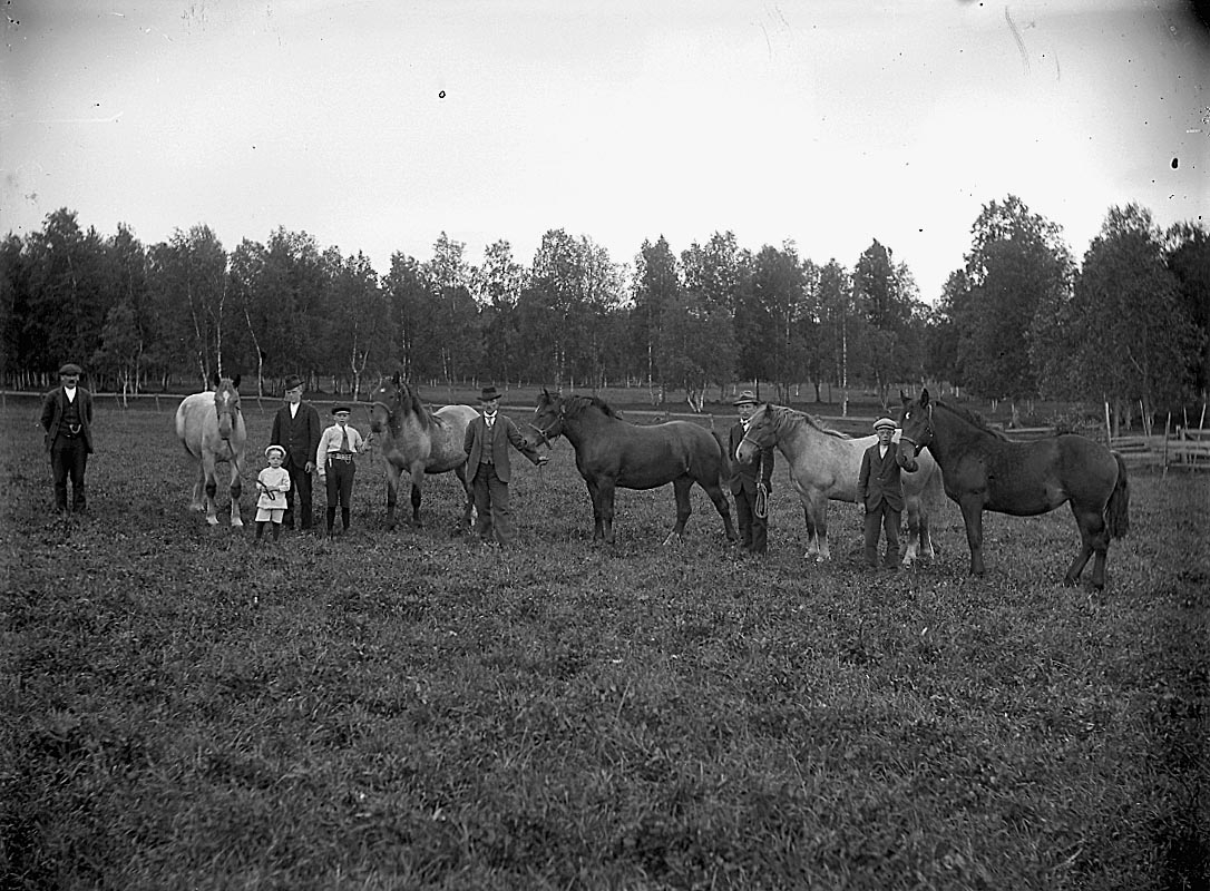 Grupp sju personer och fem hästar.