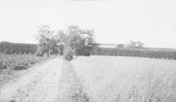 En grusvei mellom to åkre. I bakgrunnen Lindehallen og  Lind