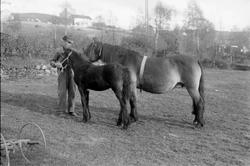 "Fuuka", hoppe med føll. Fra Vinstra.