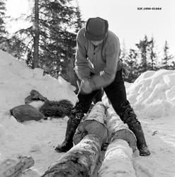 Klargjøring av hankevending i Vestre Gausdal i Oppland vinte