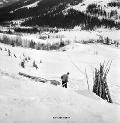 «Vedkjøring med dragstutting hos Arne Hole og Hans Brårlistu