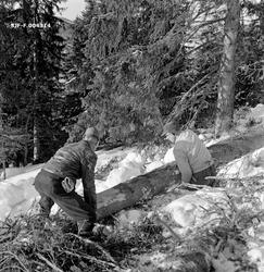 "Barking av tømmer for plass til øye.  Vestre Gausdal, Oppla