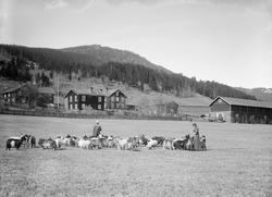 Gaarden Lo med gjetflok, 1914, kvinne, mann og lite barn med