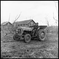Gjødsling av frukthage.