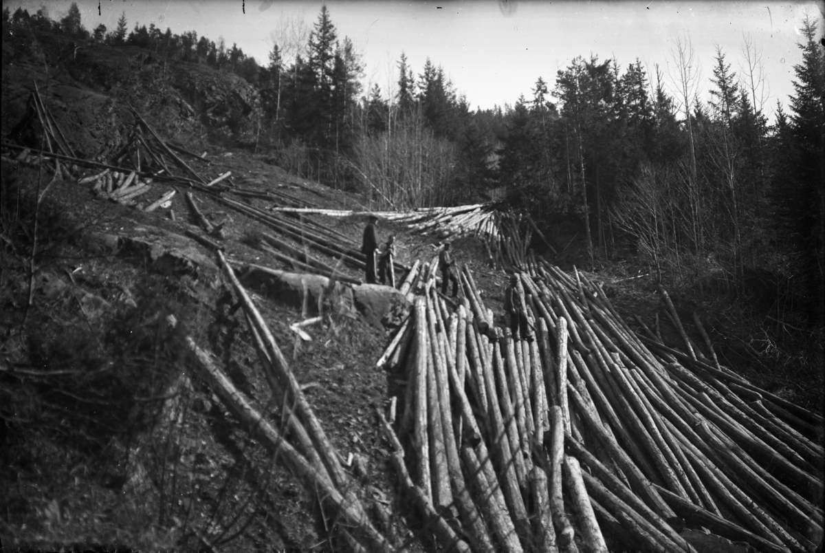 Fotosamling etter Hans Tveito. "Skogshost ca. 1921-22"
