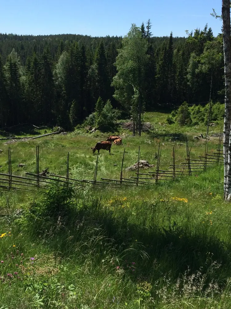 Utsikt over setervangen og kyr på sommerbeite.