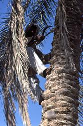 Mann plukker dadler.