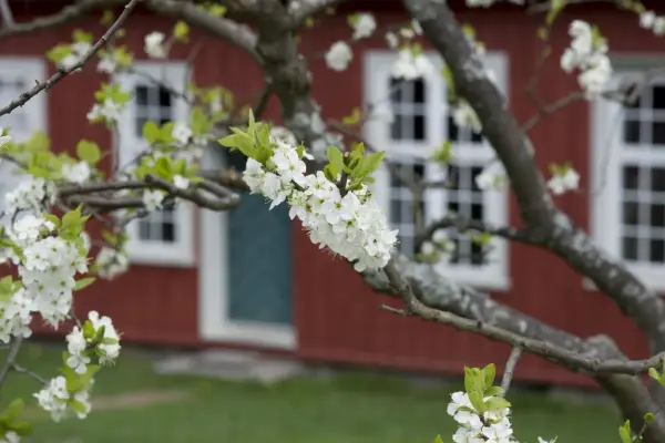 Tre i blomst foran rød bygning