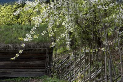 Blomstrende trær, skigard og tømmerbygning i Friluftsmuseet. (Foto/Photo)