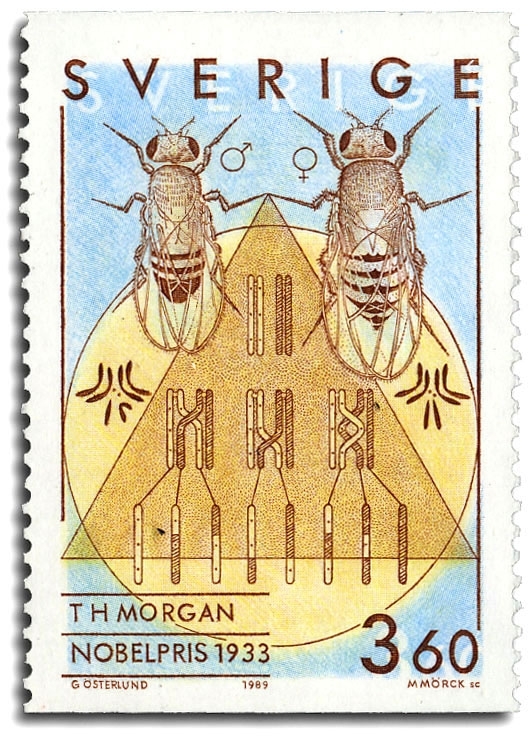T H Morgan