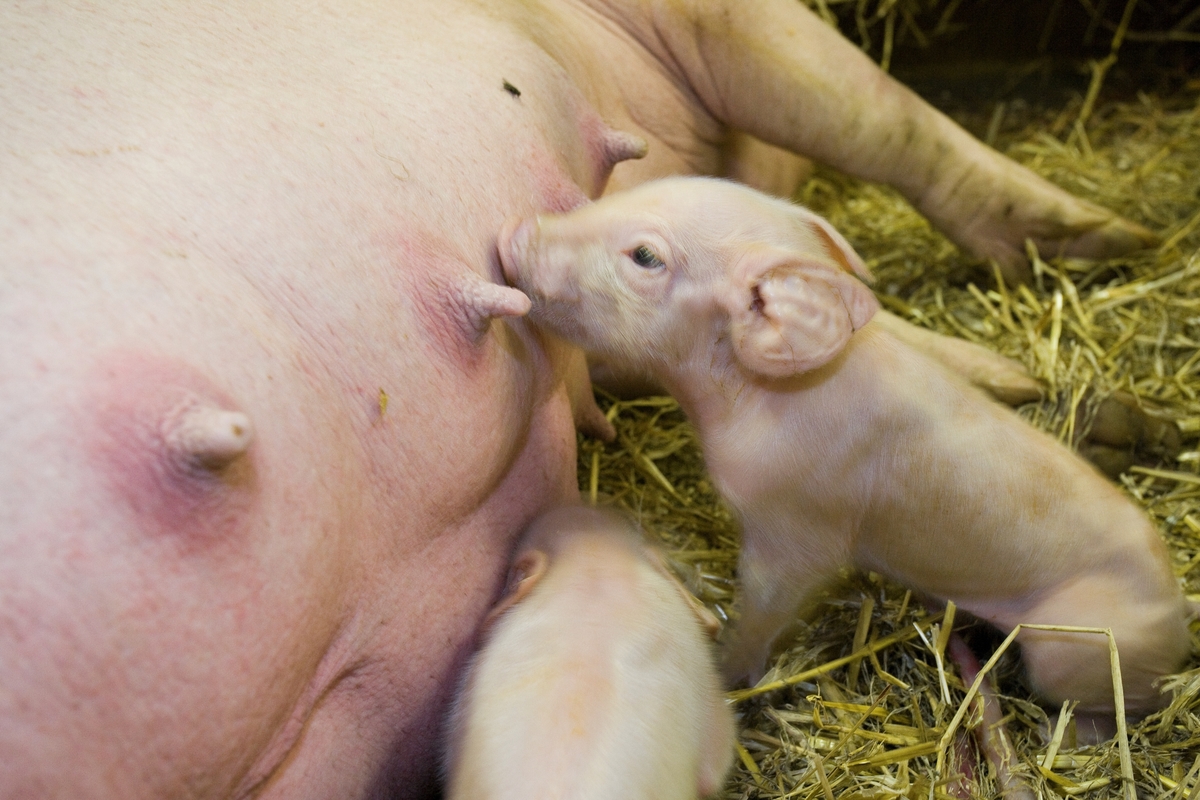 Nyfødt grisunge suger på purkas spene.